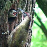Green Woodpecker2